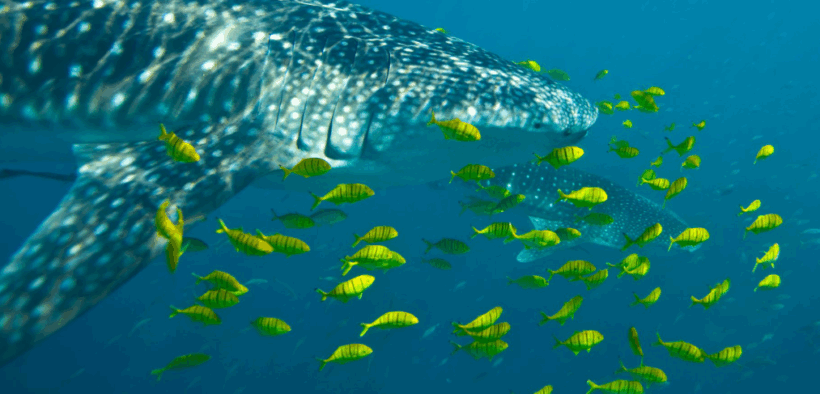 peces sobrevivencia