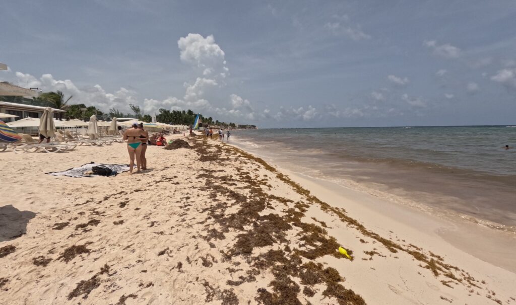 sargazo Quintana Roo