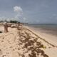 sargazo Quintana Roo