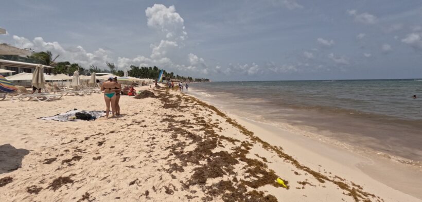 sargazo Quintana Roo