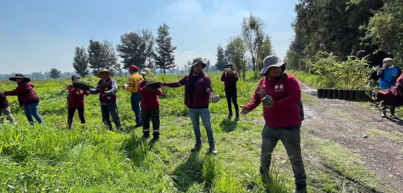 El programa Bosques por Siempre alcanzó 1.6 millones de plantas nativas sembradas en CDMX y estados vecinos, con 16% de su meta cumplida.