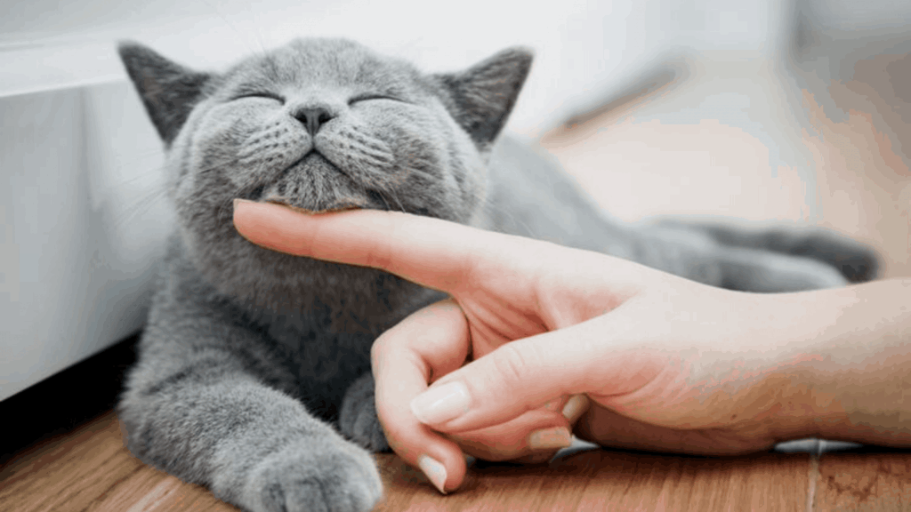 GATO