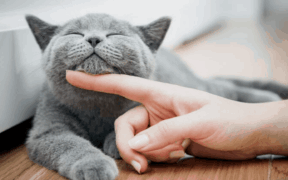 GATO