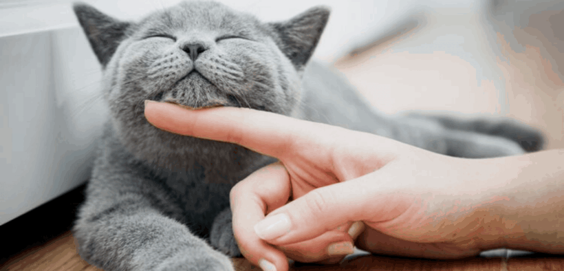 GATO