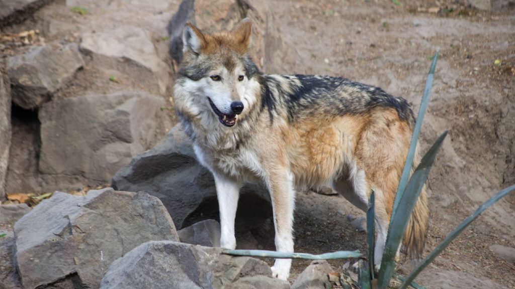 México y EU. evaluaron avances en genética, reproducción y reintroducción del lobo mexicano durante la XXXI Reunión Binacional.
