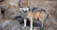México y EU. evaluaron avances en genética, reproducción y reintroducción del lobo mexicano durante la XXXI Reunión Binacional.