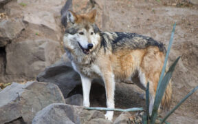 México y EU. evaluaron avances en genética, reproducción y reintroducción del lobo mexicano durante la XXXI Reunión Binacional.