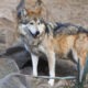 México y EU. evaluaron avances en genética, reproducción y reintroducción del lobo mexicano durante la XXXI Reunión Binacional.