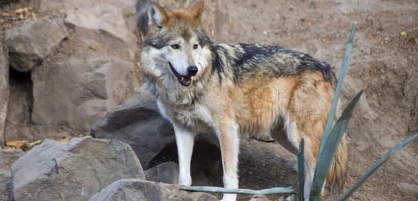 México y EU. evaluaron avances en genética, reproducción y reintroducción del lobo mexicano durante la XXXI Reunión Binacional.