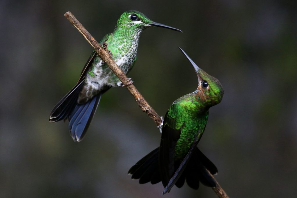 Exposición sobre colibríes llega al Centro de Conservación de la Vida Silvestre de Chapultepec