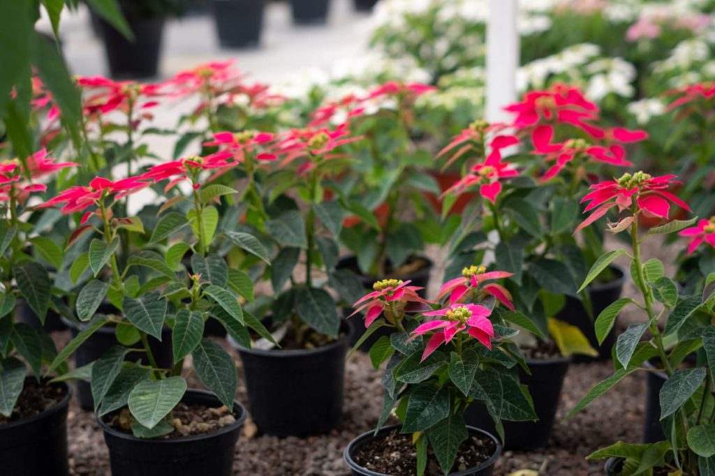 Chapingo revela avances genéticos clave para proteger y diversificar la flor de nochebuena