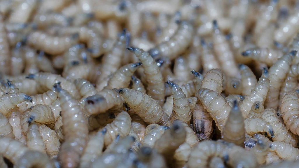 Estudiantes de Chapingo reciben reconocimiento por campaña en lenguas indígenas contra el gusano barrenador