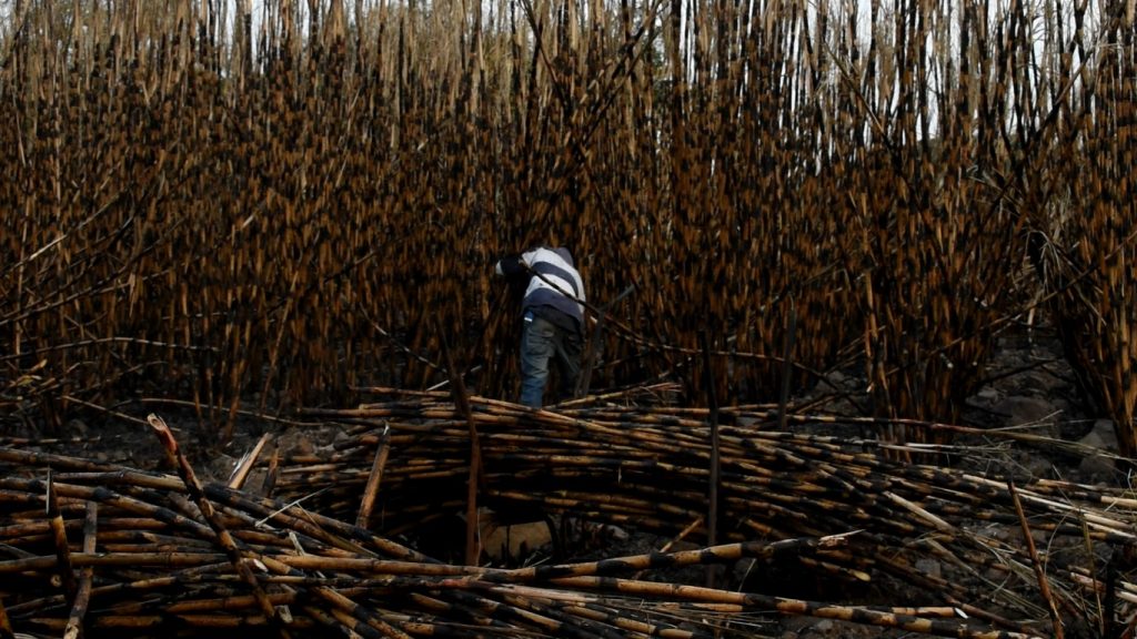 “Mi No lugar” llega a la Cineteca Nacional: un retrato de la infancia atrapada en los cañaverales