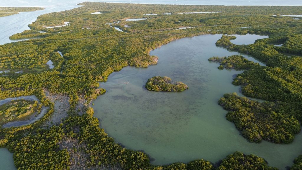 WWF México lanza “Sé un héroe Panda” para acelerar acciones ante la crisis ambiental en el país