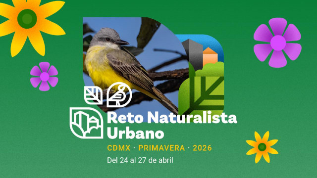 CDMX se suma al Reto Naturalista Urbano 2026 con meta de liderazgo global en biodiversidad