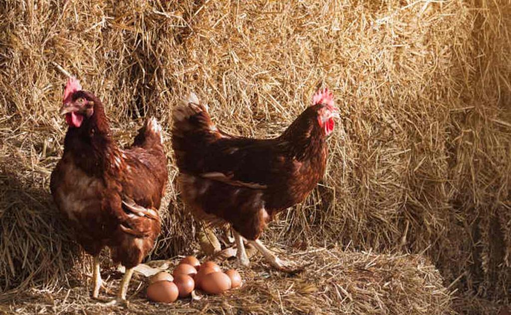 Ferrero México alcanza meta histórica de bienestar animal con huevos 100% libres de jaula ferrero