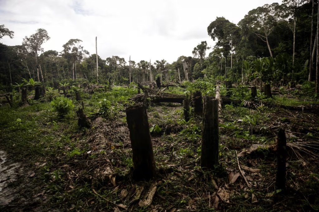 deforestación