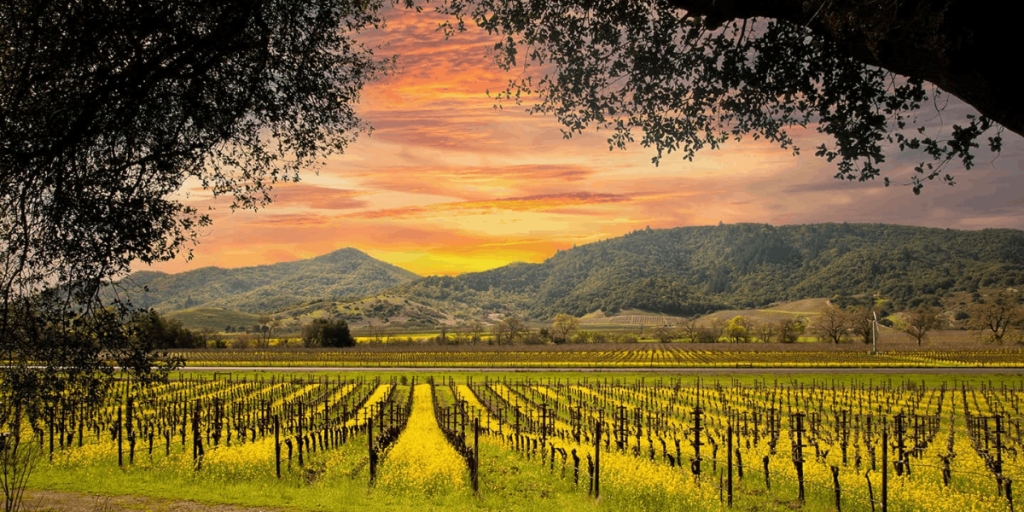 California Wines fortalece su futuro con estrategias de sostenibilidad
