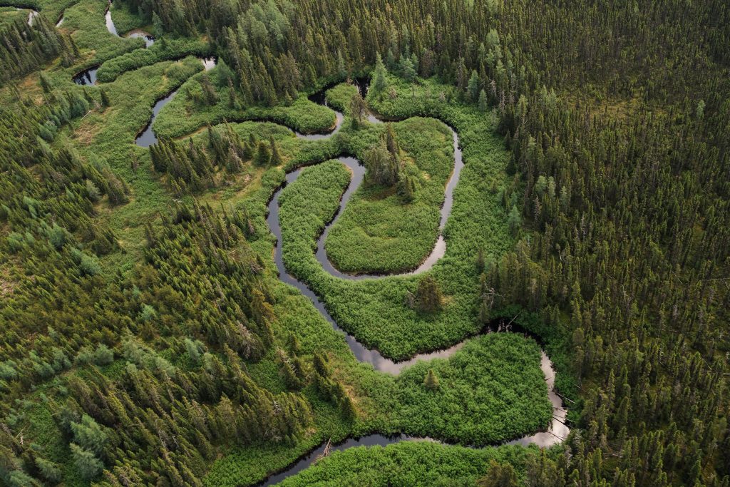 La biodiversidad de los bosques boreales puede tardar más de un siglo en recuperarse tras la tala, revela estudio