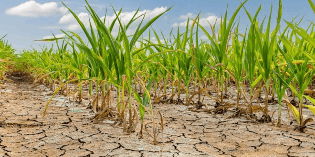 Cambio climático reduce la productividad agrícola en tierras de cultivo